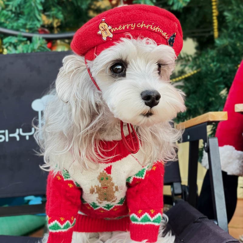 Christmas-style Hat For Pets 2