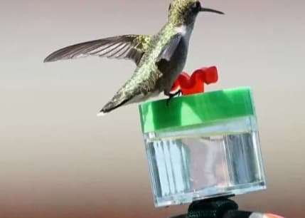 Ring And Wrist Hummingbird Feeder 3